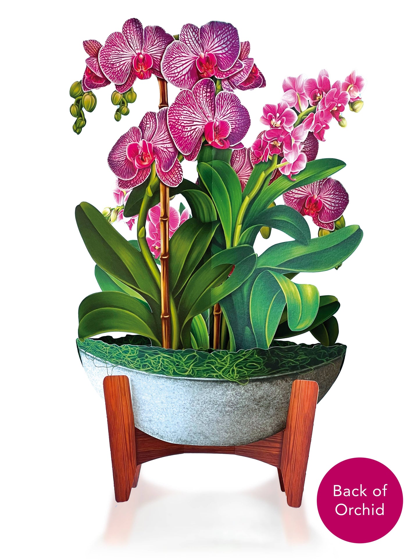 FreshCut Paper LLC - Orchid Oasis (8 Pop-up Greeting Cards)